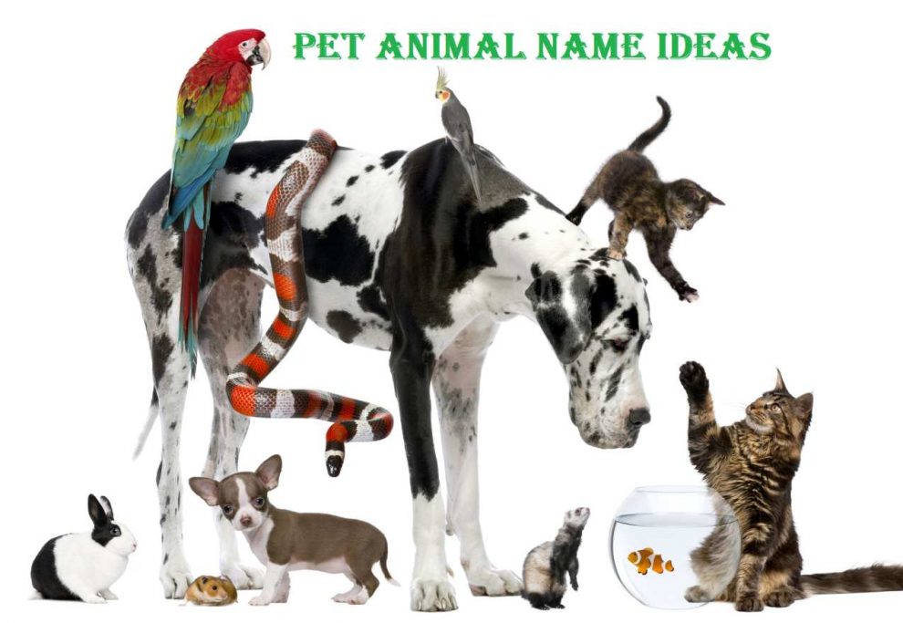 Pet animal naming tips