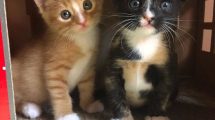 Brother & Sister Kittens