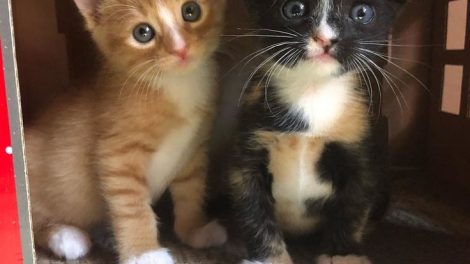 Brother & Sister Kittens