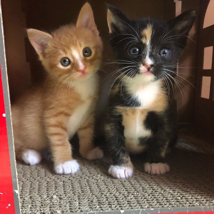 Brother & Sister Kittens